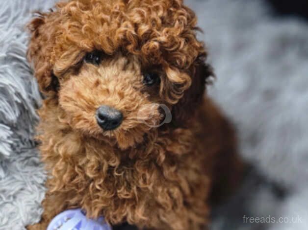 Super cute red toy poodle girl for sale in Nottingham, Nottinghamshire - Image 4