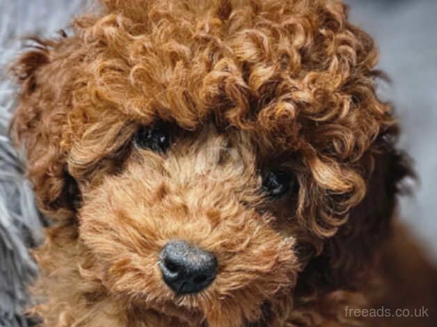 Super cute red toy poodle girl for sale in Nottingham, Nottinghamshire - Image 5