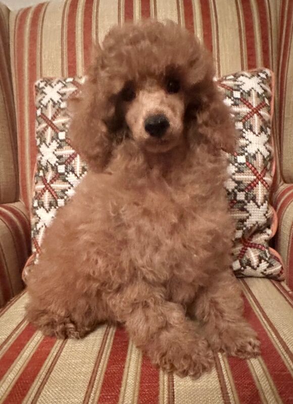 Ted toy poodle boy for sale in Brampton, Cumbria - Image 1