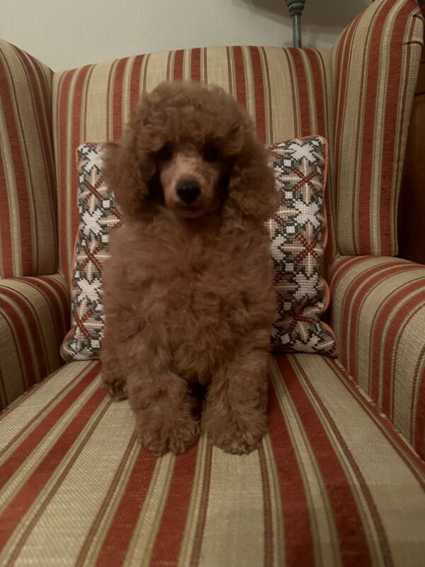 Poodles for sale in Brampton, Cumbria