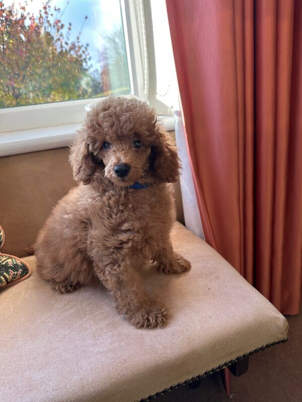 KC Registered Poodle Puppies for sale in Cumbria