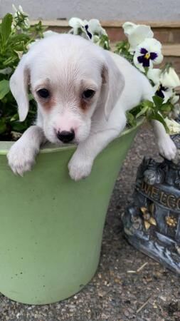 Three little girls will be micro chipped for sale in Wickford, Essex - Image 1