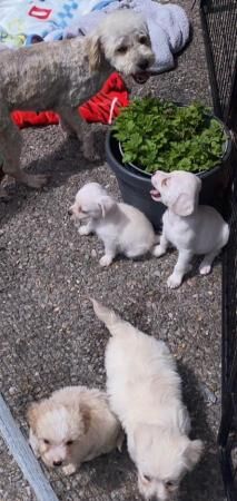 Three little girls will be micro chipped for sale in Wickford, Essex - Image 2