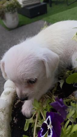 Three little girls will be micro chipped for sale in Wickford, Essex - Image 3