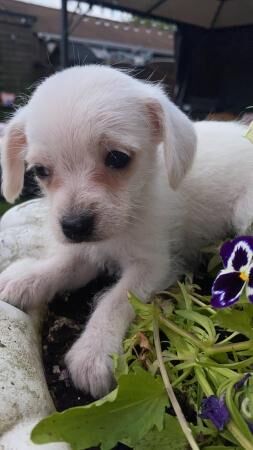 Three little girls will be micro chipped for sale in Wickford, Essex - Image 5