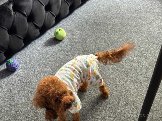 Tiny poodle for sale in Bromley, Bromley, Greater London - Image 2