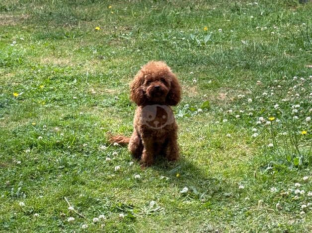 Tiny poodle for sale in Bromley, Bromley, Greater London - Image 4