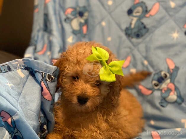 Tiny Toy poodle puppies ( ONLY 1 Left) for sale in Bristol