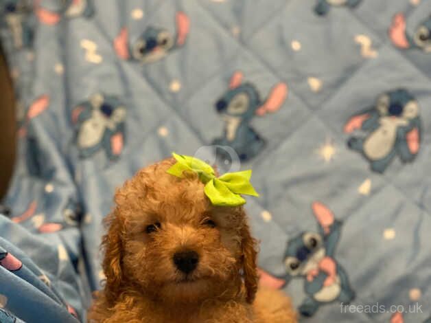 Tiny Toy poodle puppies ( ONLY 1 Left) for sale in Bristol - Image 2