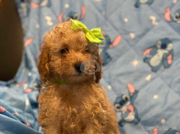 Tiny Toy poodle puppies ( ONLY 1 Left) for sale in Bristol - Image 3