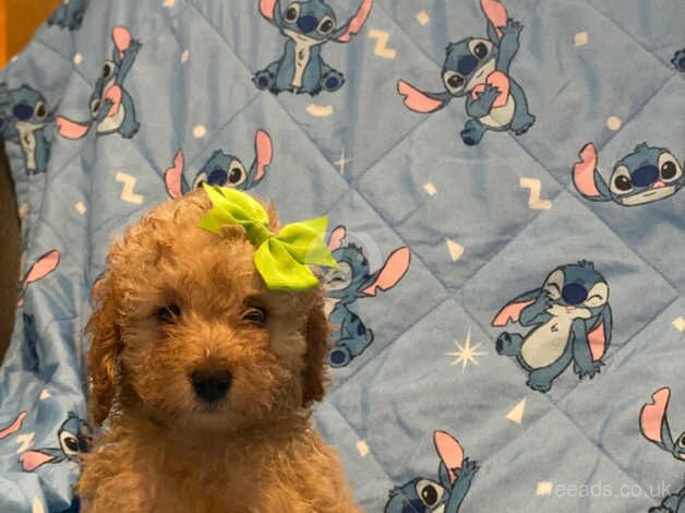 Tiny Toy poodle puppies ( ONLY 1 Left) for sale in Bristol - Image 4