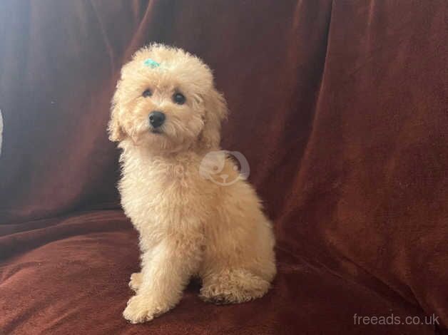 Tiny Toy poodle puppy (only 1 boy left) for sale in Bristol