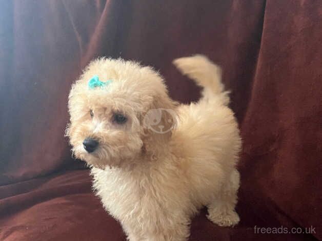 Tiny Toy poodle puppy (only 1 boy left) for sale in Bristol - Image 2