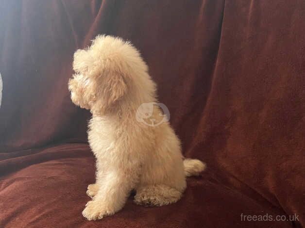 Tiny Toy poodle puppy (only 1 boy left) for sale in Bristol - Image 3