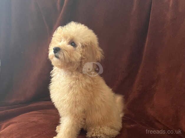 Tiny Toy poodle puppy (only 1 boy left) for sale in Bristol - Image 4