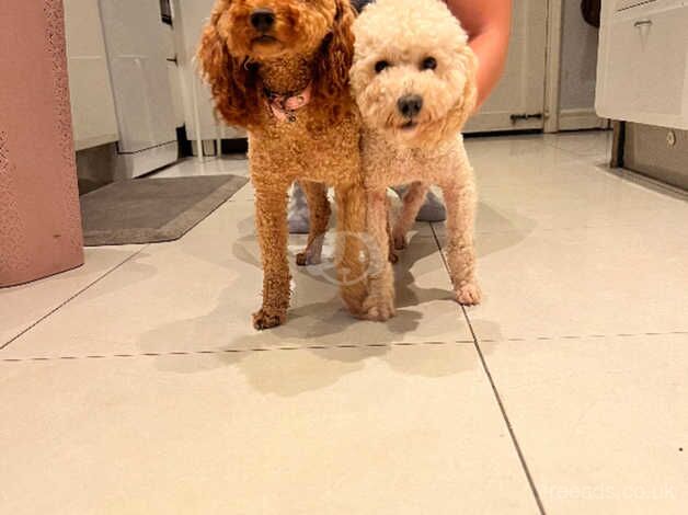 Tiny Toy poodle puppy (only 1 boy left) for sale in Bristol - Image 5