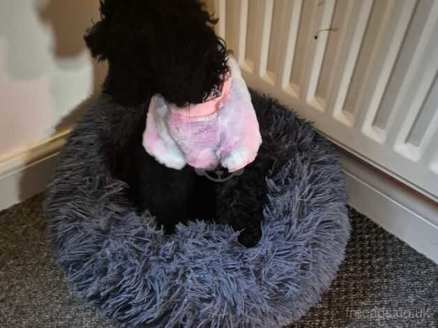 Tiny toy poodle very active needs rehoming for sale in Grantham, Lincolnshire