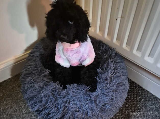 Tiny toy poodle very active needs rehoming for sale in Grantham, Lincolnshire - Image 2