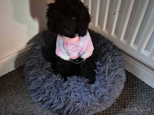 Tiny toy poodle very active needs rehoming for sale in Grantham, Lincolnshire - Image 3