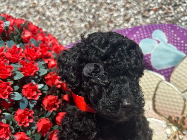 Tiny toy poodles for sale in Pontypool/Pont-y-pwl, Torfaen - Image 1