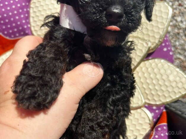 Tiny toy poodles for sale in Pontypool/Pont-y-pwl, Torfaen - Image 4