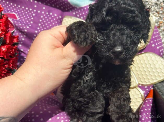 Tiny toy poodles for sale in Pontypool/Pont-y-pwl, Torfaen - Image 5