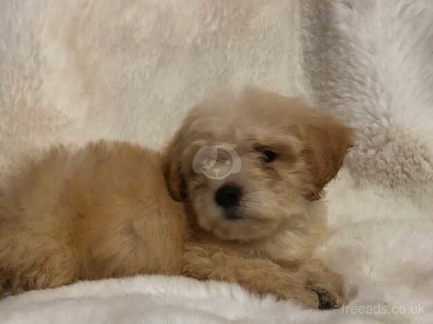 To poodle puppies looking for their new home for sale in Marden, Tyne and Wear - Image 1