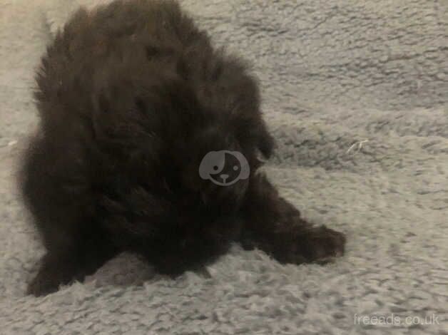 To poodle puppies looking for their new home for sale in Marden, Tyne and Wear - Image 2