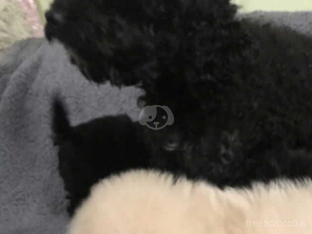 To poodle puppies looking for their new home for sale in Marden, Tyne and Wear - Image 3