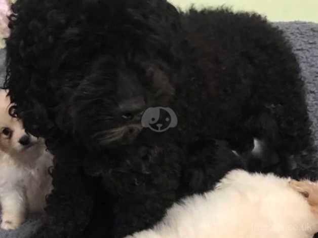 To poodle puppies looking for their new home for sale in Marden, Tyne and Wear - Image 5