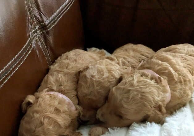 Toy KC register apricot poodles for sale in Tredegar, Blaenau Gwent