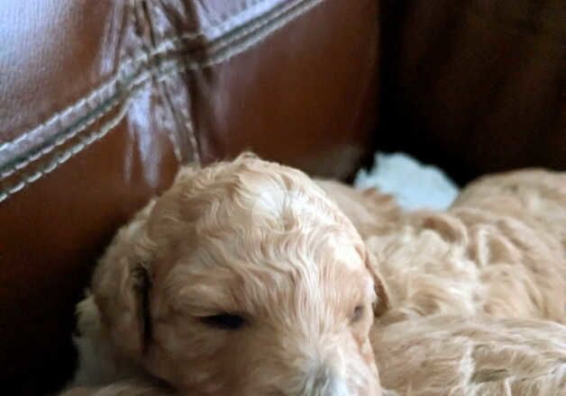 Poodles for sale in Tredegar, Blaenau Gwent