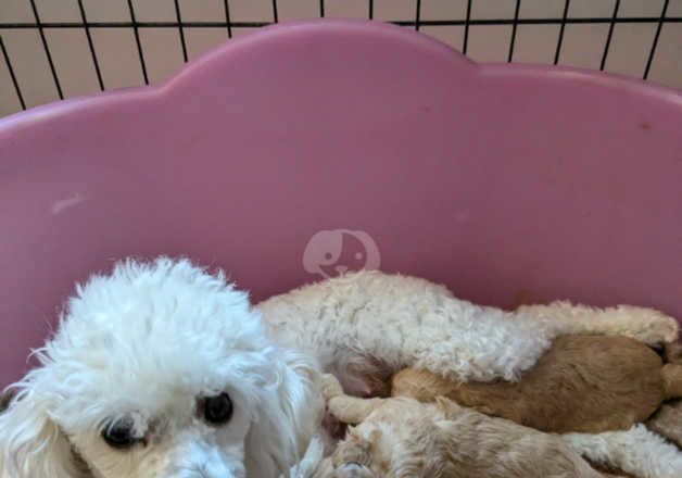 Toy KC register apricot poodles for sale in Tredegar, Blaenau Gwent - Image 5