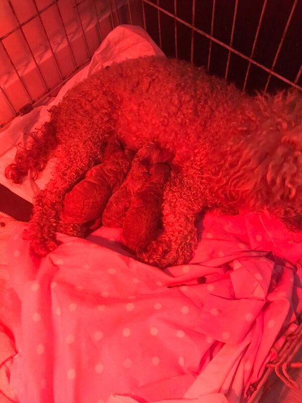 Toy poodle for sale in Tilbury, Essex