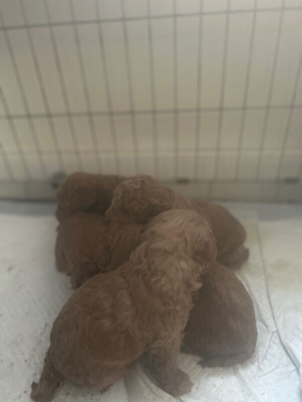 Toy poodle for sale in Tilbury, Essex - Image 2