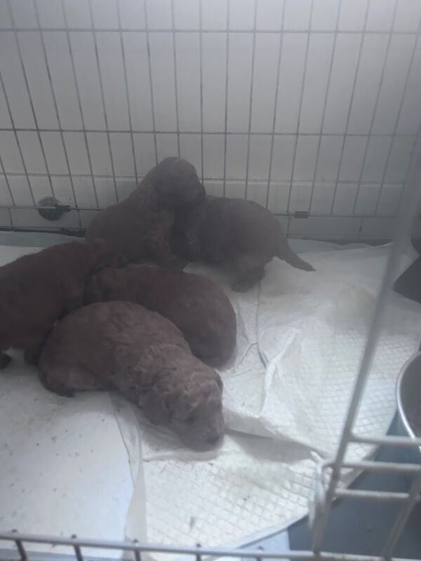 Toy poodle for sale in Tilbury, Essex - Image 4