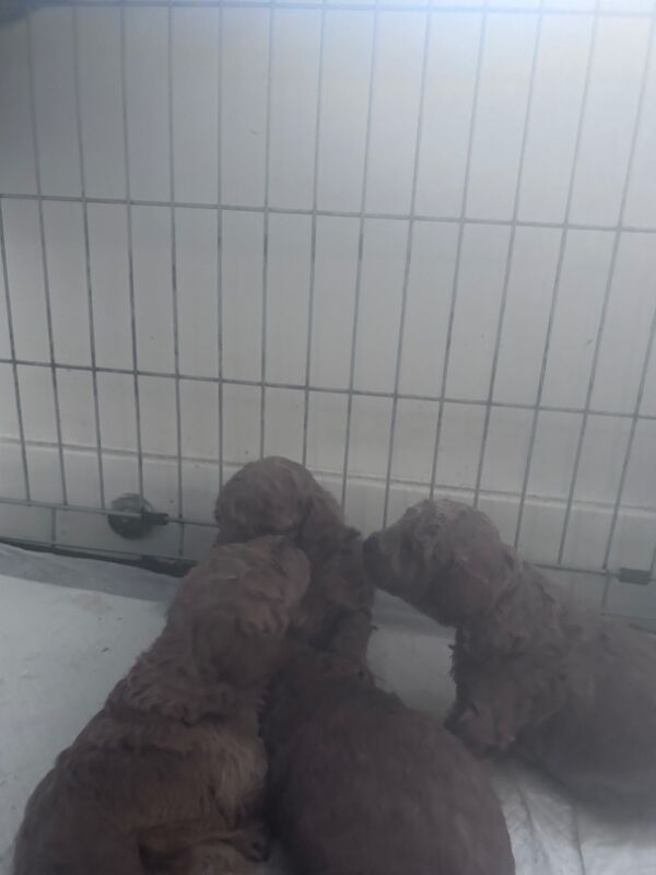 Toy poodle for sale in Tilbury, Essex - Image 5