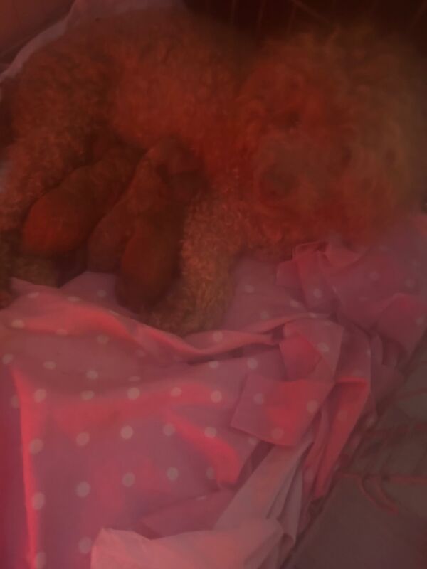 Toy poodle for sale in Tilbury, Essex - Image 10