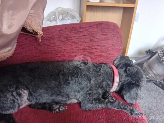 Toy poodle 8 yrs old for sale in Ilkeston, Derbyshire