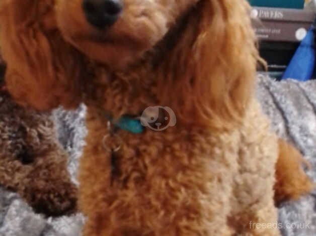 Toy poodle boy not Kc reg for sale in Sleaford, Hampshire