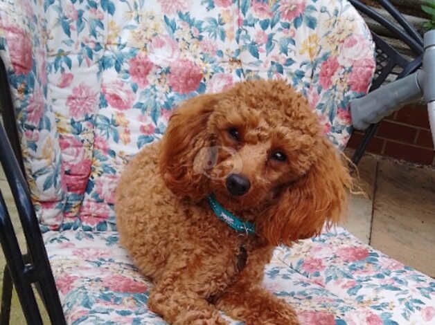 Toy poodle boy not Kc reg for sale in Sleaford, Hampshire - Image 2