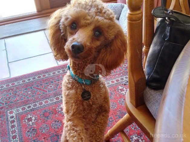 Toy poodle boy not Kc reg for sale in Sleaford, Hampshire - Image 3