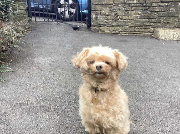 Toy poodle cross chihuahua for sale in Ilkley, West Yorkshire - Image 2