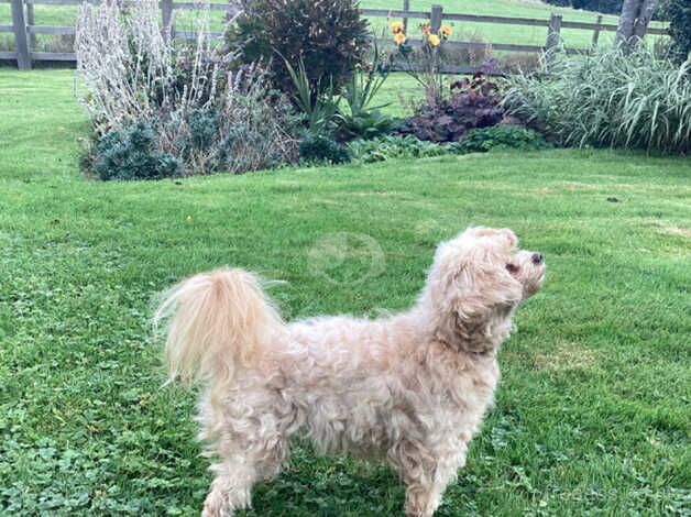 Toy poodle cross chihuahua for sale in Ilkley, West Yorkshire - Image 3