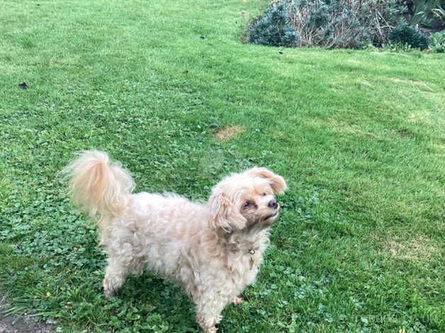 Toy poodle cross chihuahua for sale in Ilkley, West Yorkshire - Image 4