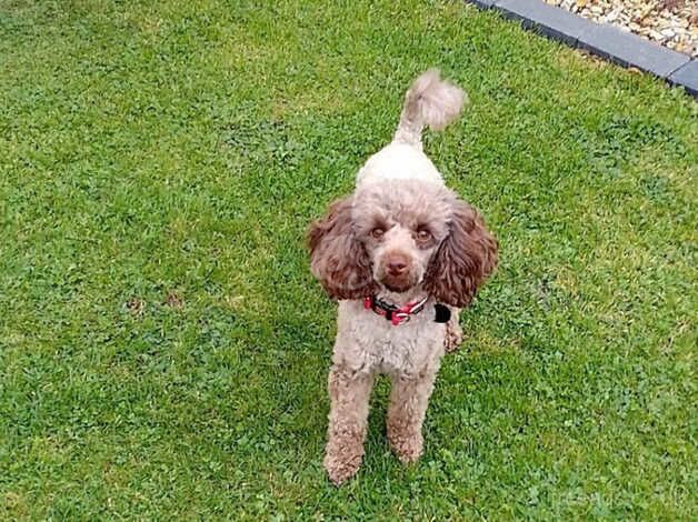 Toy Poodle female 20 month old for sale in Sleaford, Hampshire