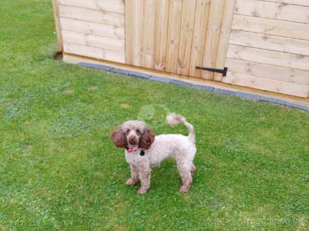 Toy Poodle female 20 month old for sale in Sleaford, Hampshire - Image 2