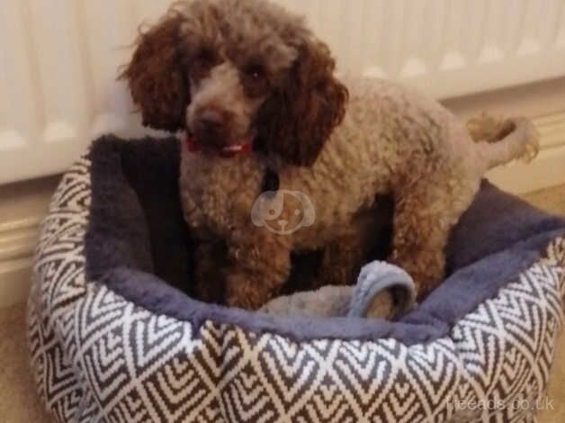 Toy Poodle female 20 month old for sale in Sleaford, Hampshire - Image 3