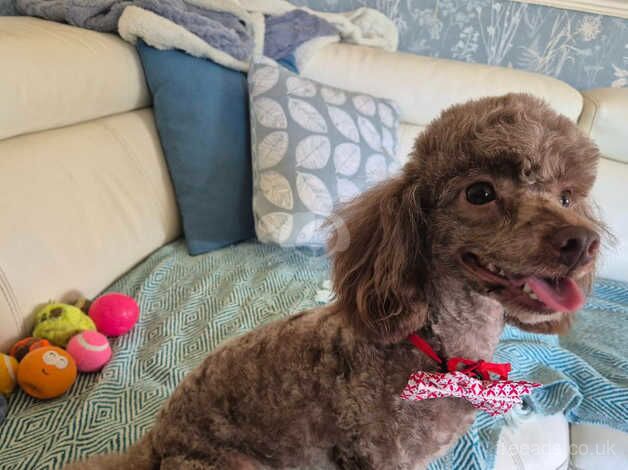 TOY POODLE for sale in Doncaster, South Yorkshire