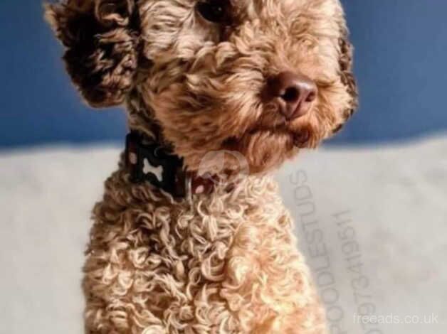 TOY POODLE for sale in Doncaster, South Yorkshire - Image 2